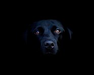 ṕẤḹṭṺḵṺṯṯẦ