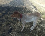 Shiva_Thakur