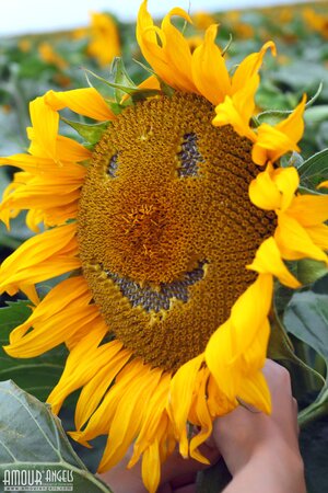 Vanessa Sky shows off her skinny ass naked in the sunflowers